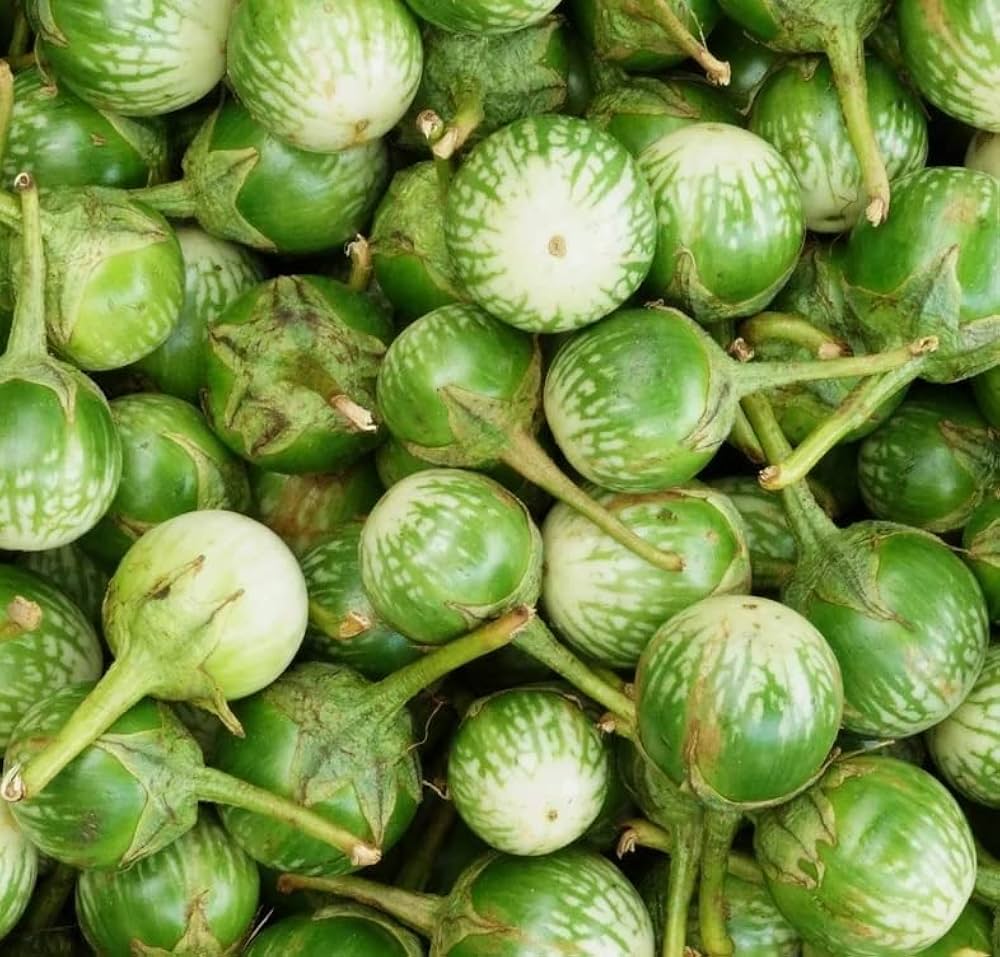 Thai Eggplant Solanum Melongena Vegetable Seeds for Planting in Containers and Kitchen Garden Spaces