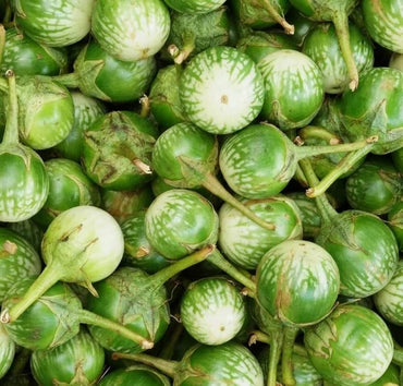 Thai Eggplant Solanum Melongena Vegetable Seeds for Planting in Containers and Kitchen Garden Spaces