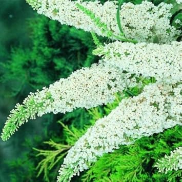 White Butterfly Bush Flower Seeds for Planting, 100 pcs