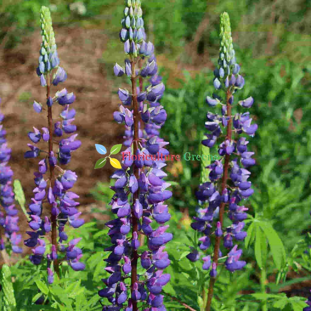 Perennial Lupine – Flower Seed