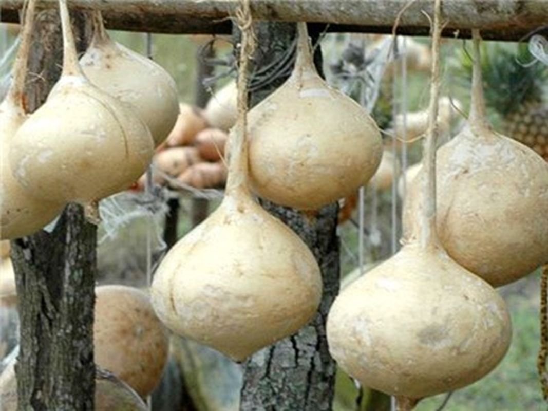 Jicama (Pachyrhizus erosus vegetable) for planting in garden