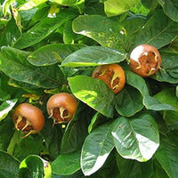 Brown medlar Mespilus germanica seeds