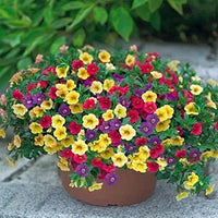 Petunia Hybrida Flower Seeds for Hanging Baskets & Gardens