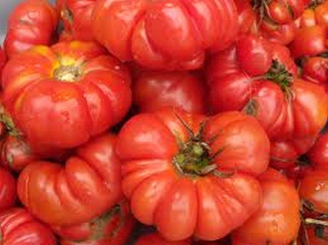 Costoluto Genovese tomato seeds for planting heirloom ribbed Italian variety