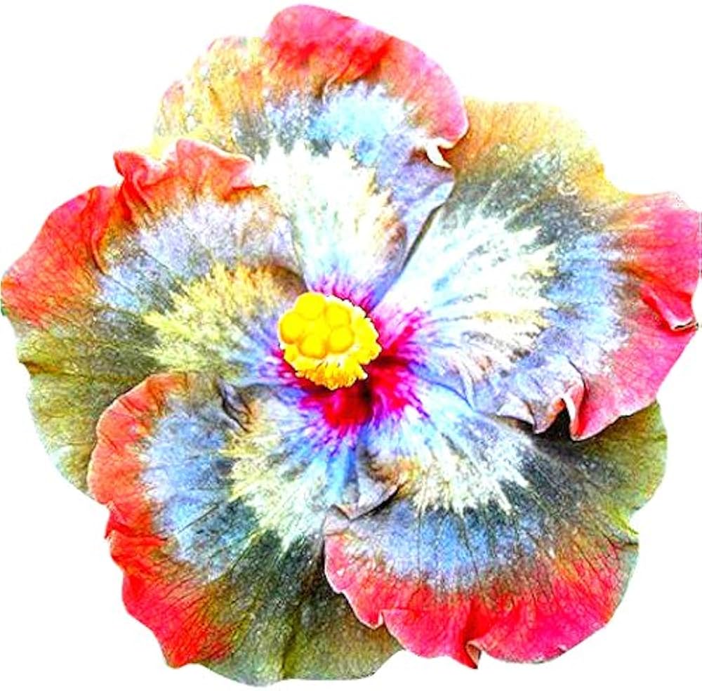Hibiscus Giant Multicolor Flower Seeds