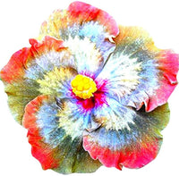 Hibiscus Giant Multicolor Flower Seeds