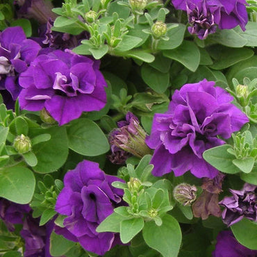 Double Violet Petunia Flower Seeds for Planting - Heirloom, NON-GMO, Easy to Grow Garden Blooms
