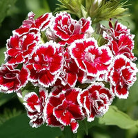 Dianthus (Telstar Viola Picotee) for planting in garden