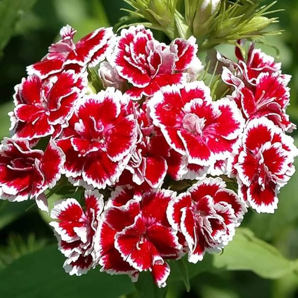 Dianthus (Telstar Viola Picotee) for planting in garden