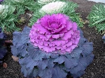 Heirloom Non-GMO Purple Kale Flower Seeds for Edible Ornamental Garden Planting