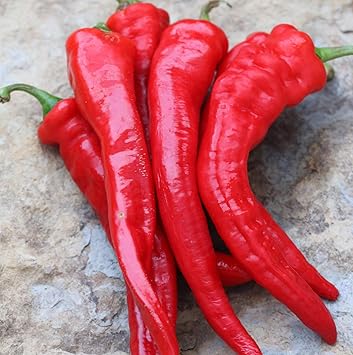 Deep Red Chili Seeds for Planting - heirloom & Non-GMO Seeds