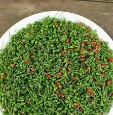 Pequin Vegetable Seeds for Planting heirloom & Non-GMO Seeds