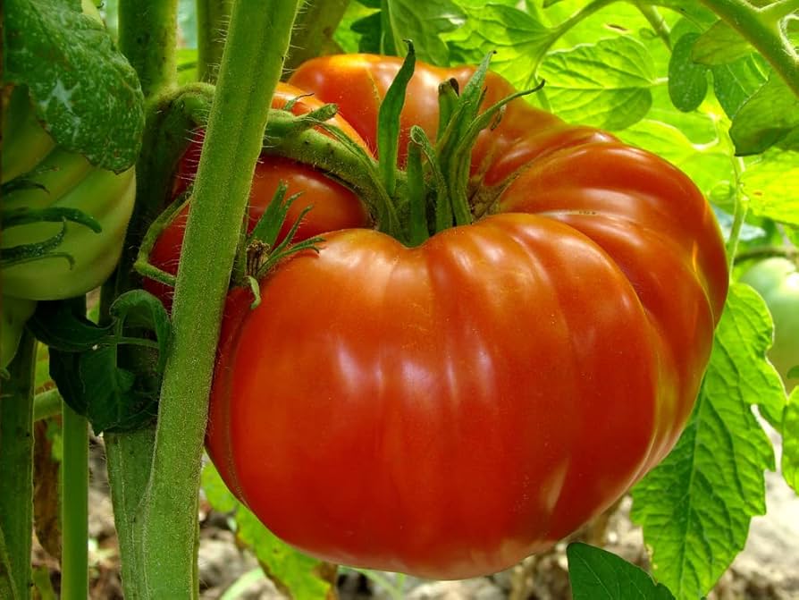 Beefsteak tomato Solanum lycopersicum nutrient-rich giant fruit seeds for planting in kitchen garden or grow bags