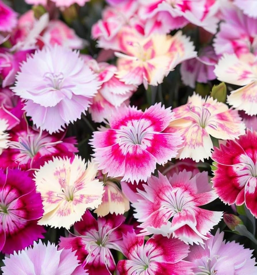 Dianthus Chinensis Pink Rainbow Garden Flower Seeds