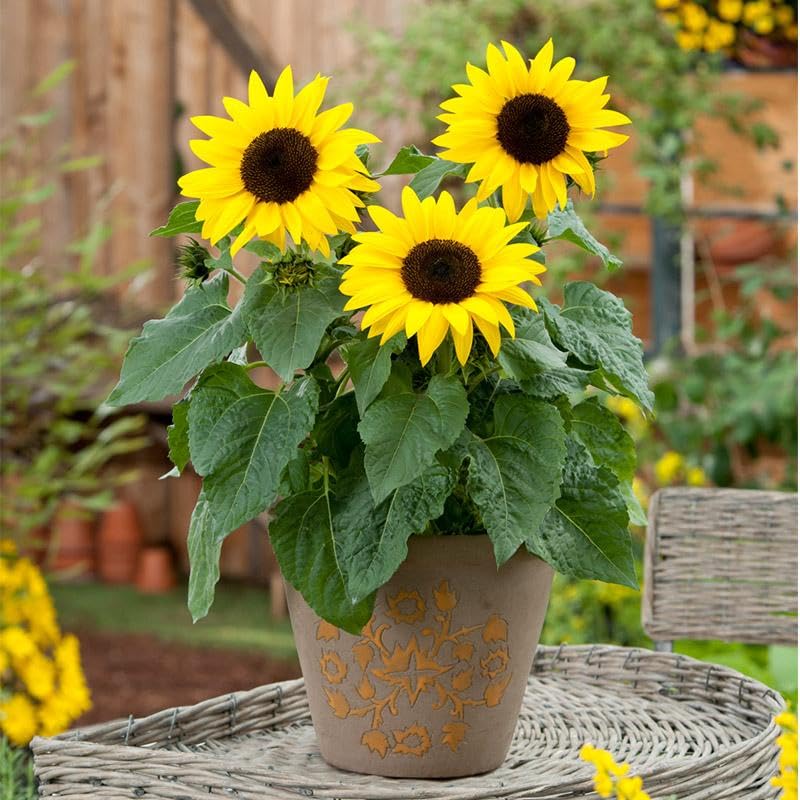 Heirloom Non-GMO Mini Sunflower Seeds for Planting – Dwarf Bright Blooms for Pots & Gardens - Non-GMO for planting in home garden
