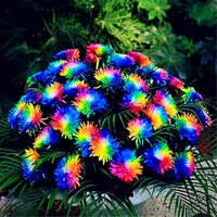 Aster Multicolored Rainbow Chrysanthemum Perennial Flower Seeds