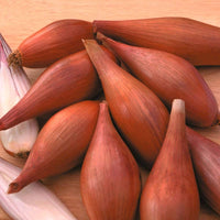 Shallot- Figaro Echalion
