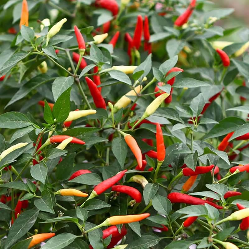 Brennender - Bush for planting in home garden