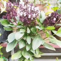 Heirloom Non-GMO Ocimum Flower Seeds for Planting – Fragrant Medicinal Herb Blooms for Garden Use