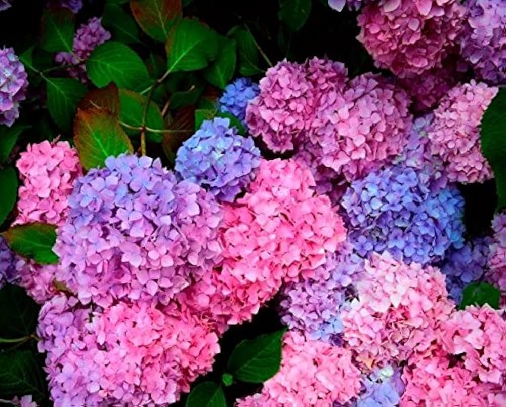Hydrangea - Hydrangea for planting in home garden