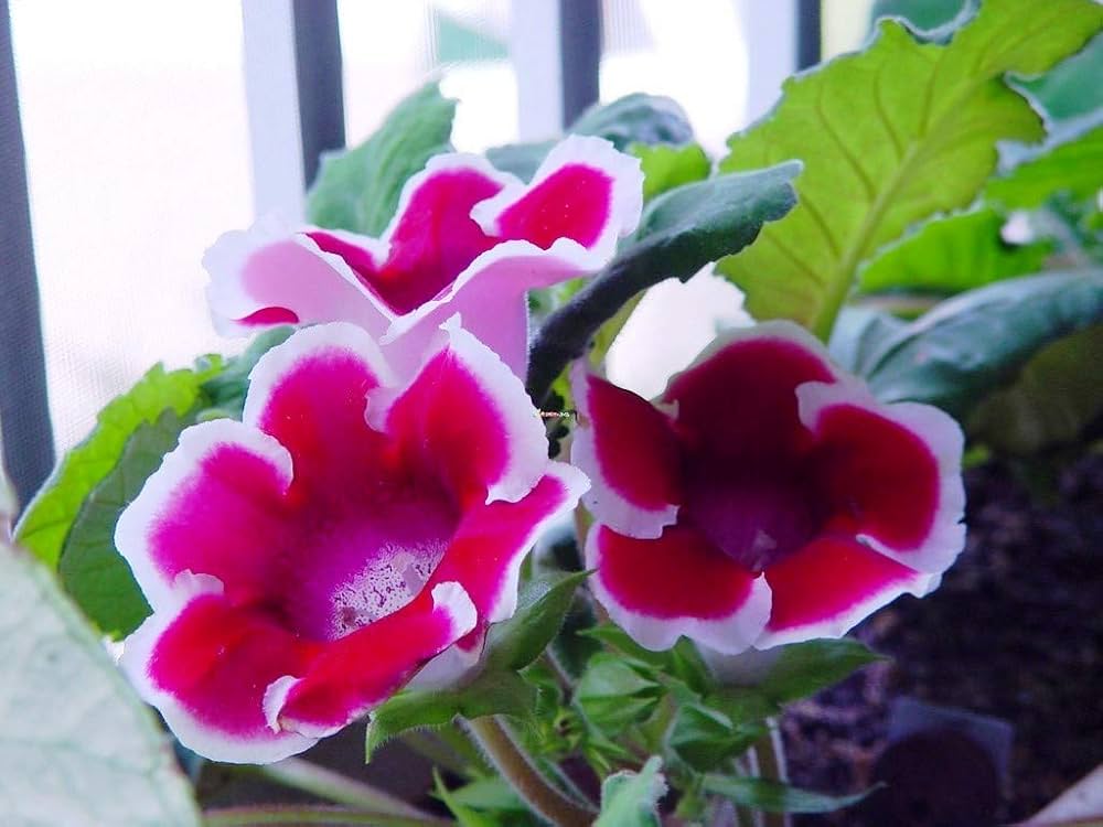 Rare Gloxinia Sinningia Flower Seeds for Home and Garden Planting