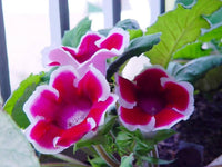 Rare Gloxinia Sinningia Flower Seeds for Home and Garden Planting