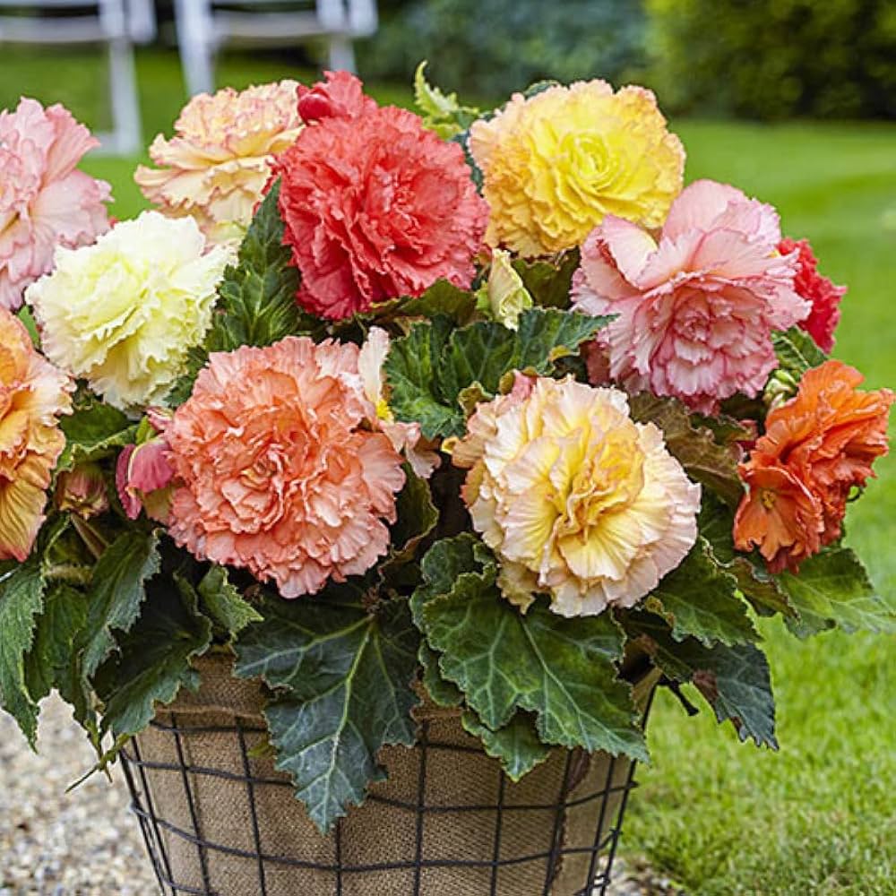 Begonia Mixed Colors Shade-Loving Flower - for planting in home garden