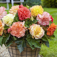 Begonia Mixed Colors Shade-Loving Flower - for planting in home garden