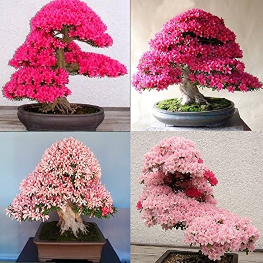 Japanese bonsai hydrangeas grown from mini seeds with compact growth and colorful flowers