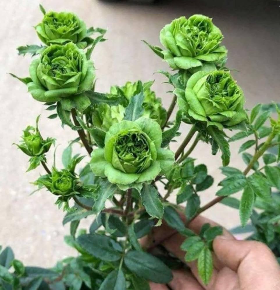 Golden Green rose flowers grown from seeds with unique green-gold petals and elegant form