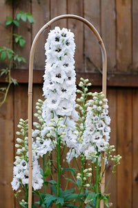 Galilee White – Organic Larkspur Seed