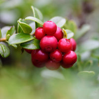 Lingonberry Vaccinium vitis-idaea seeds for berry garden