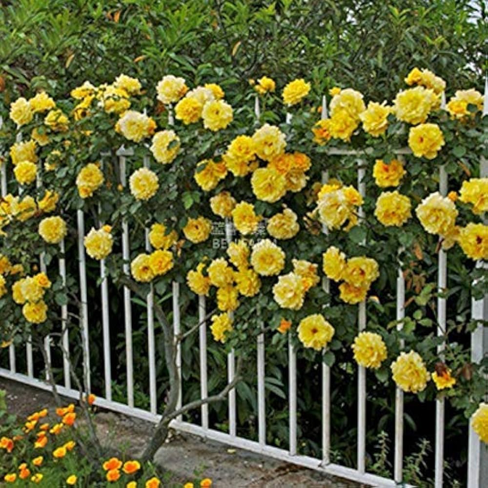 Climbing Rose Yellow Perennial Flower Seeds
