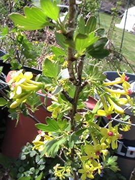 Black Currant (Ribes nigrum) Plant Seeds for Planting - Ideal fro Home Garden Seeds, GMO Free