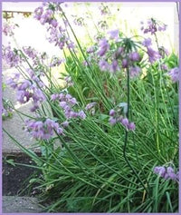 Heirloom (Heirloom scientific name) for planting in garden