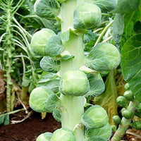 Churchill – Brussels Sprout Seed