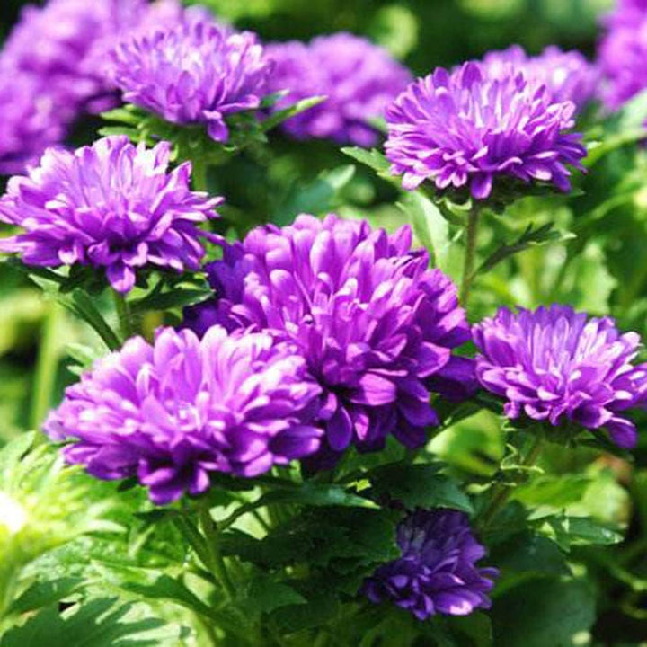 Organic Purple Chrysanthemum Flower Seeds for Planting – Heirloom, Non-GMO