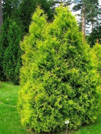 American Golden Thuja occidentalis Aurea seeds for evergreen landscape borders