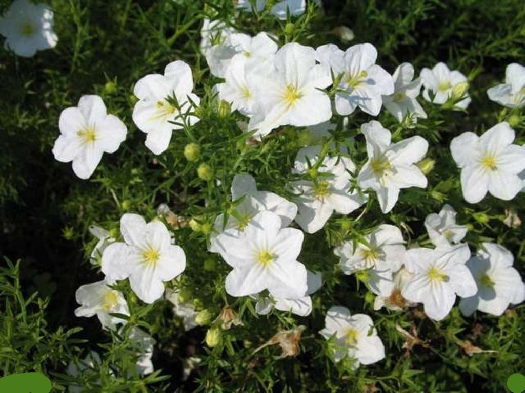 Cupflower- White Robe