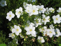 Cupflower- White Robe