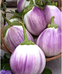Globe eggplant Solanum melongena seeds for planting in home garden