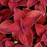 Heirloom Deep Red Coleus Flower Seeds for Planting – Non-GMO, Bold Ornamental Foliage Variety