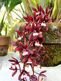 Chinese Cymbidium Orchid Mixed Flower Seeds