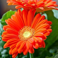 Gerbera Flower - for planting in home garden