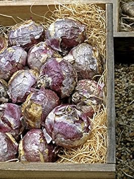 Organic Blue Hyacinth Flower Seeds for Planting – Heirloom, Non-GMO