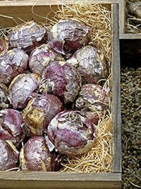 Organic Blue Hyacinth Flower Seeds for Planting – Heirloom, Non-GMO