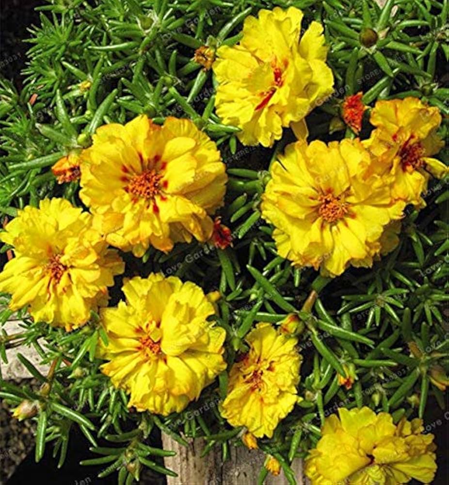 Moss Rose Portulaca Yellow Flower - for planting in home garden