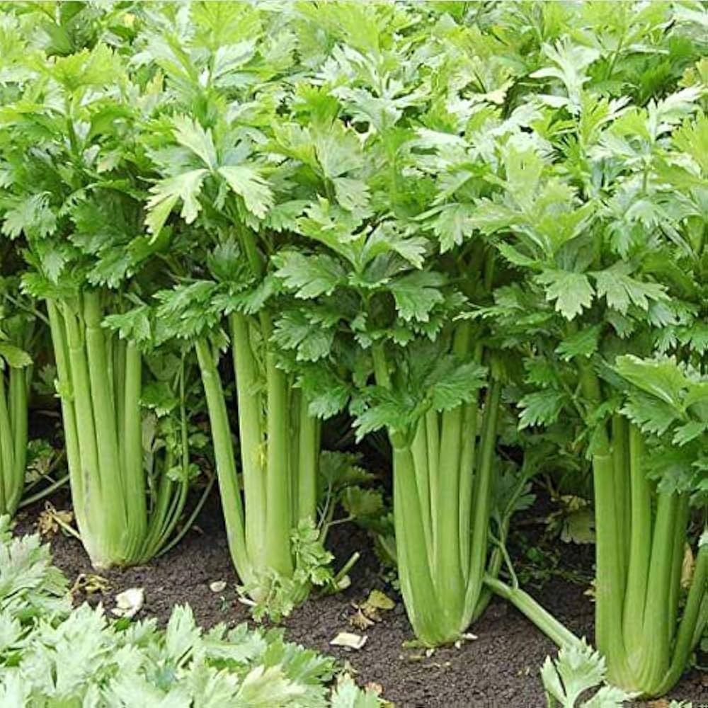 Tendercrisp Celery Apium Graveolens Vegetable Seeds for Planting in Kitchen Garden and Vertical Garden Beds