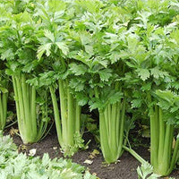 Tendercrisp Celery Apium Graveolens Vegetable Seeds for Planting in Kitchen Garden and Vertical Garden Beds
