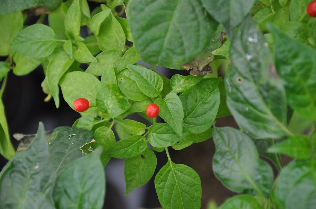 Ulupica Hot Pepper Capsicum chinense seeds for garden planting